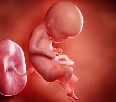 سقط جنین با جویدن برگ های جوان بابارتو 