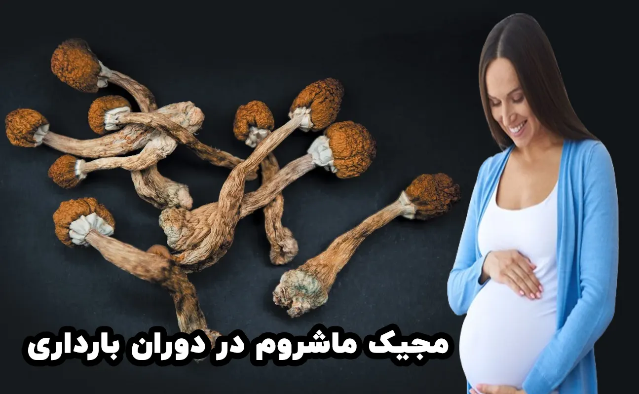 مجیک ماشروم در دوران بارداری